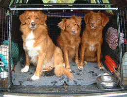 Hundarna i bilen