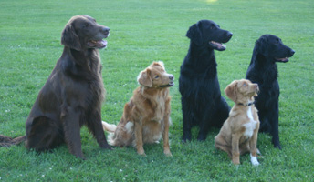 Alla fem hundarna p samma bild